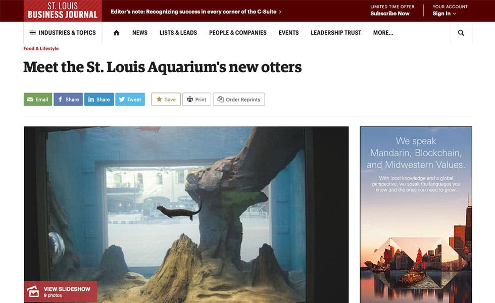 Cover Image for St. Louis Business Journal – Meet the St. Louis Aquarium’s New Otters